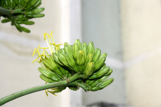 Aromaterapia czyli naturalna droga do dobrostanu.